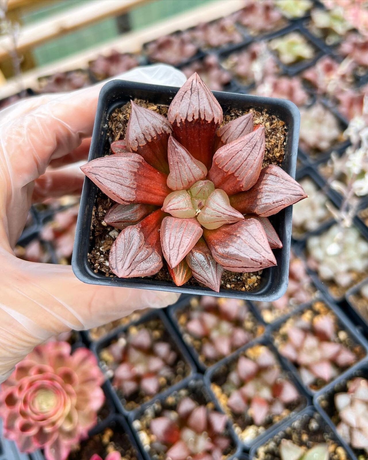 Rare Succulent - Haworthia Atrofusca "Watermelon"