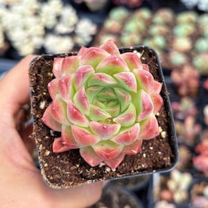 Rare Succulent - Echeveria Fantasy Nebula