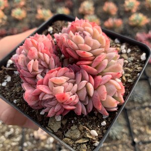 Puede incluir: Una peque&ntilde;a planta suculenta con hojas rosadas y verdes en una maceta cuadrada negra. La planta est&aacute; en primer plano y las hojas est&aacute;n dispuestas en forma de roseta.