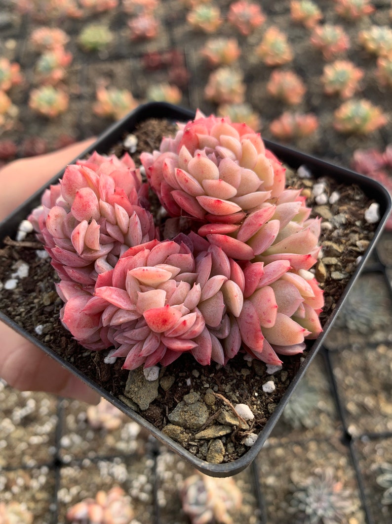 Puede incluir: Una peque&ntilde;a planta suculenta con hojas rosadas y verdes en una maceta cuadrada negra. La planta est&aacute; en primer plano y las hojas est&aacute;n dispuestas en forma de roseta.