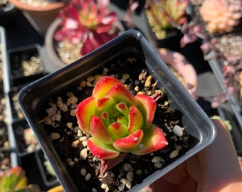 Rare Succulent - Echeveria agavoides Orange Ebony small single head