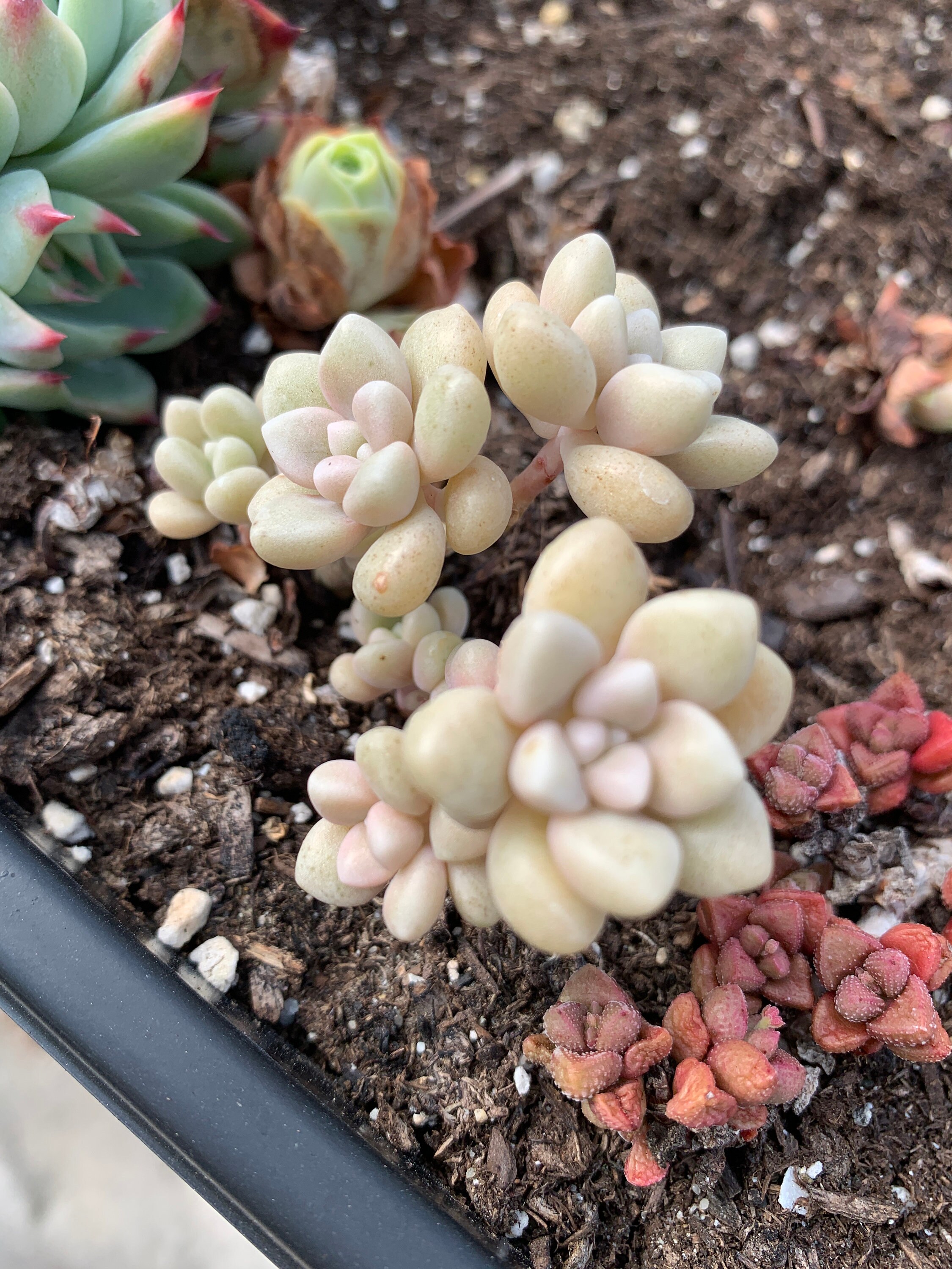 Rare Succulent-Graptopetalum Mendoza