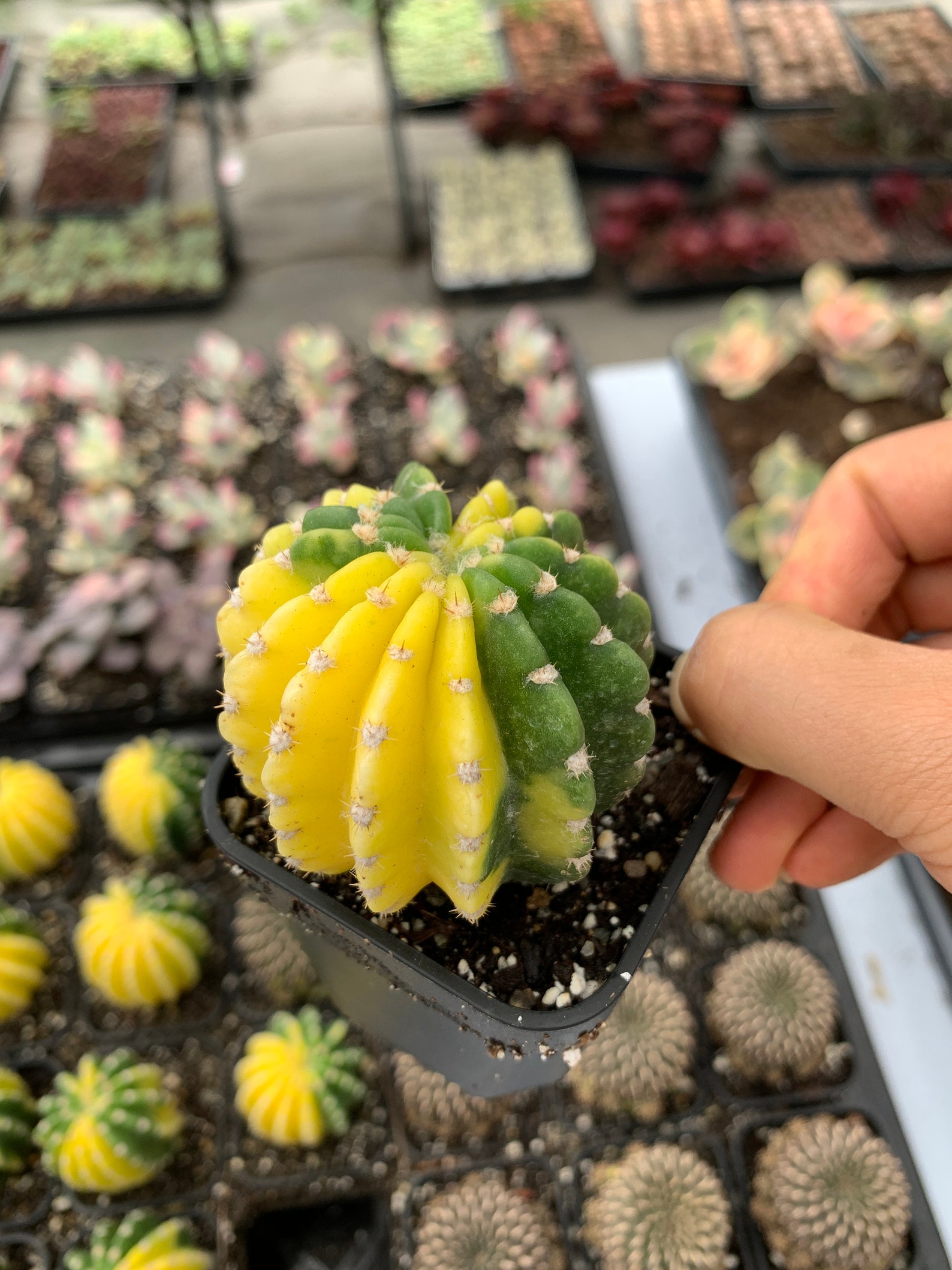 Rare SucculentVariegated Cactus yellow and green Etsy