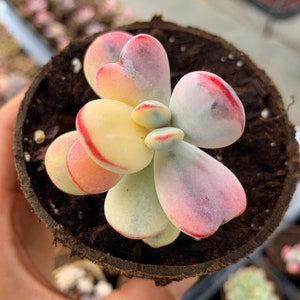 Rare Succulent - Rounded cotyledon orbiculata varigated