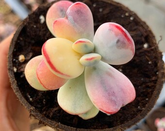 Rare Succulent - Rounded cotyledon orbiculata varigated