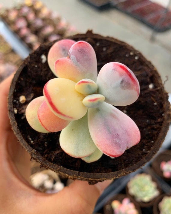 Rare Succulent - Rounded Cotyledon Orbiculata Varigated - Etsy
