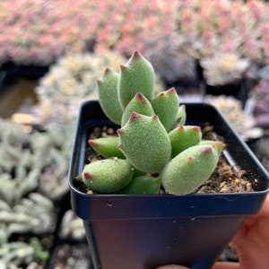 May include: A small succulent plant with fuzzy, light green, teardrop-shaped leaves featuring pointed, reddish-brown tips. The plant is potted in a square, black plastic container filled with dark potting soil, showcasing a dense, upright growth habit.