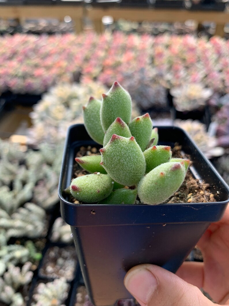 May include: A small succulent plant with fuzzy, light green, teardrop-shaped leaves featuring pointed, reddish-brown tips. The plant is potted in a square, black plastic container filled with dark potting soil, showcasing a dense, upright growth habit.