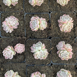 Rare Succulent Echeveria White Elegans sp. image 6