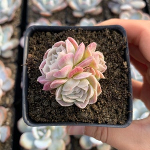 Rare Succulent Echeveria White Elegans sp. image 2