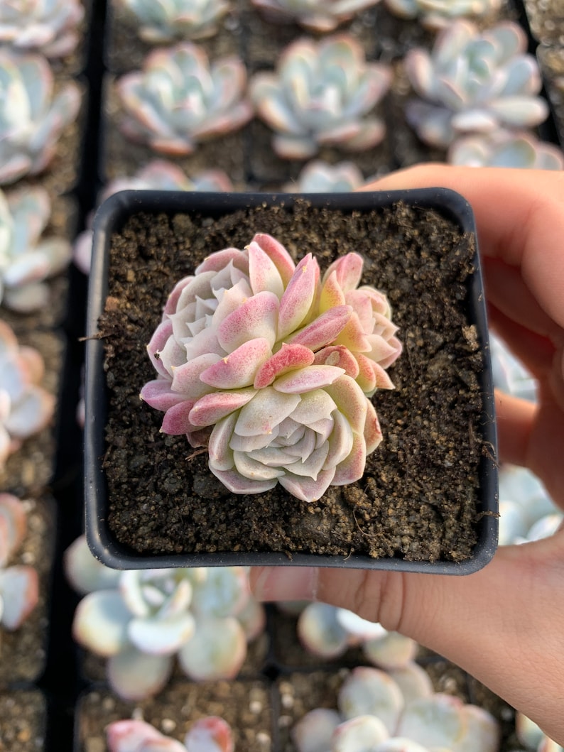 Rare Succulent Echeveria White Elegans sp. image 2