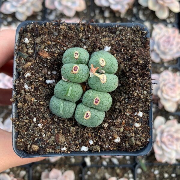 Rare Succulent - Conophytum minimum Agate