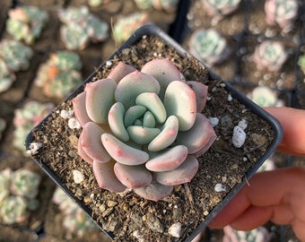 Echeveria ssp.- April Farm/Rare Succulents