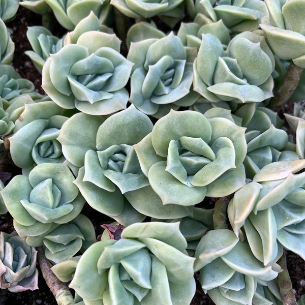 Suculentas raras - Echeveria Lovely rose