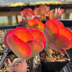 Rare Succulent - Kalanchoe thyrsiflora