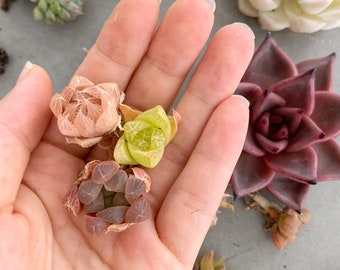 Rare Succulent - Haworthia Babies (mini mix)