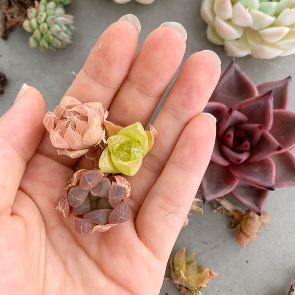 Rare Succulent - Haworthia Babies (mini mix)