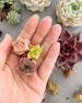 Rare Succulent - Haworthia Babies (mini mix) 