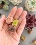 Rare Succulent - Haworthia Babies (mini mix)