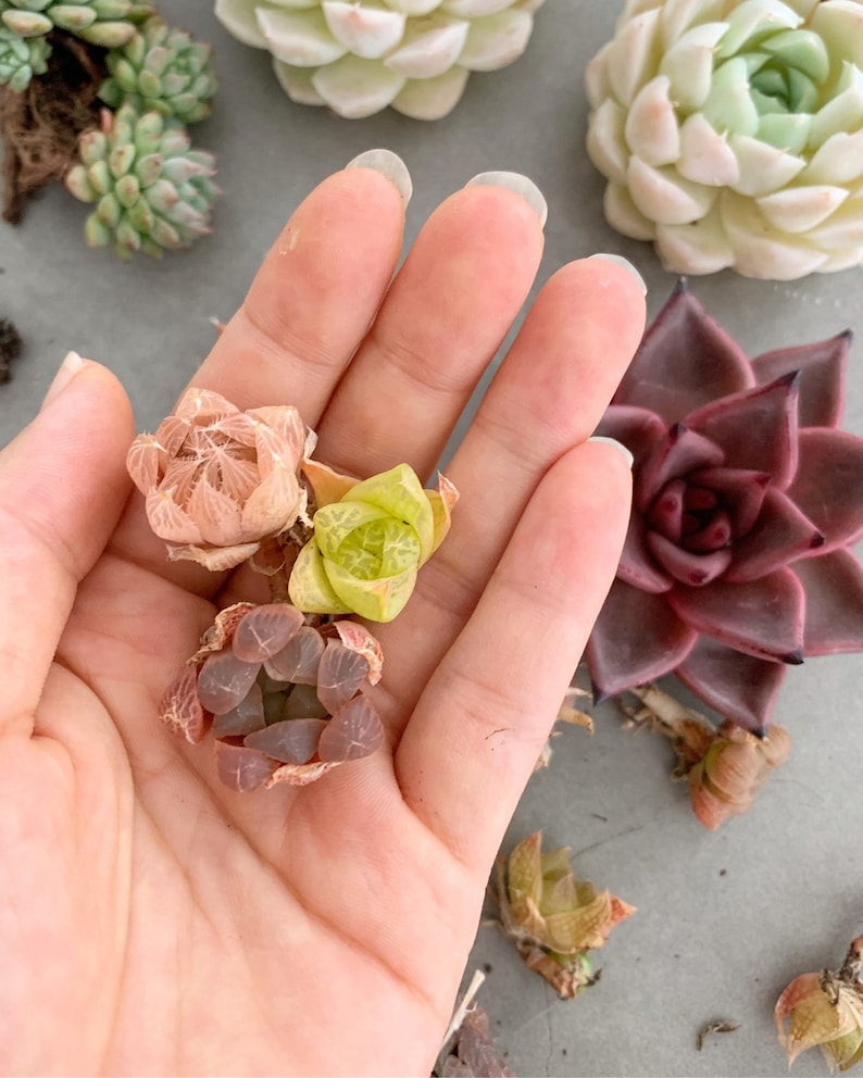 Rare SucculentHaworthia Babies mini mix Etsy