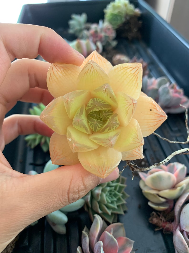 Haworthia cuspidata