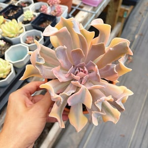 Rare Succulent - Echeveria &#39;Liberia&#39; Variegated Cluster (1)