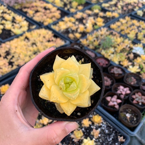 Rare Succulent - Haworthia cymbiformis ssp. "gold"