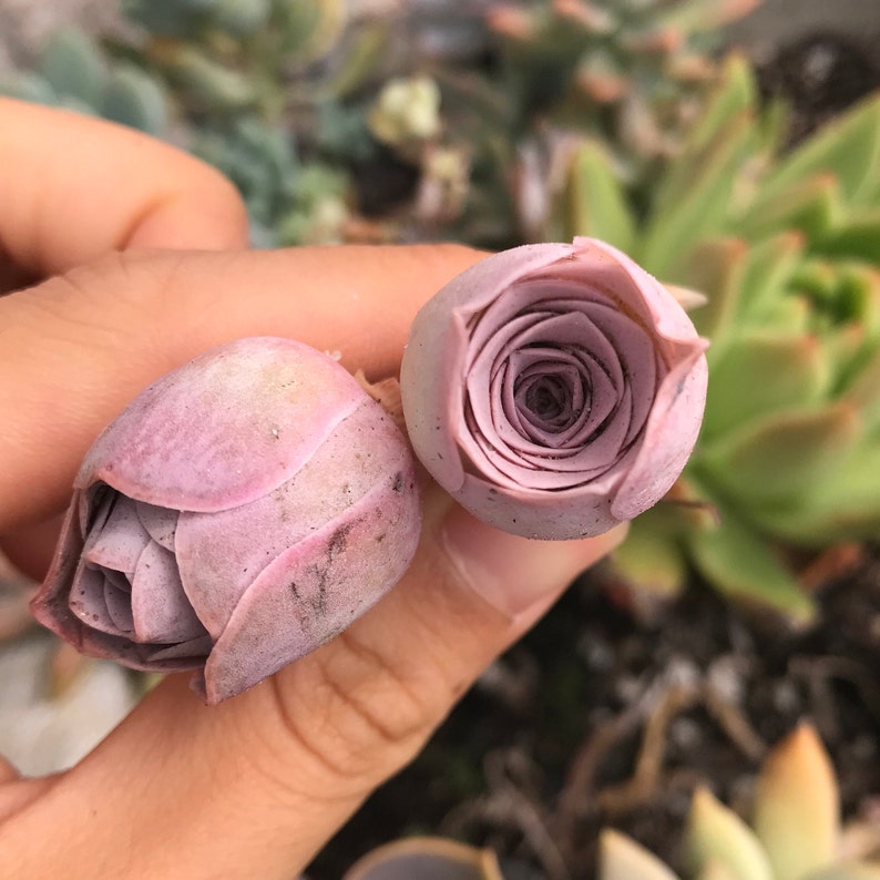 Pink Mountain Rose succulents