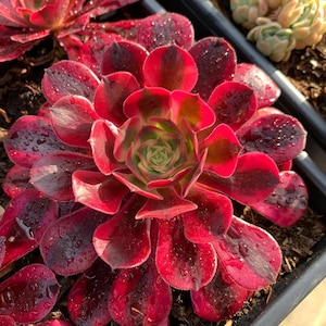 Rare Succulent - Aeonium Medusa