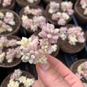 Rare Succulent - Graptopetalum Variegated G. Mirinae cutting