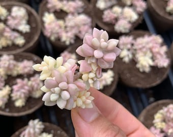 Rare Succulent - Graptopetalum Variegated G. Mirinae cutting