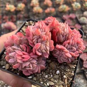 Puede incluir: Una maceta peque&ntilde;a de plantas suculentas rosadas y verdes con una vista de cerca de las rosetas.