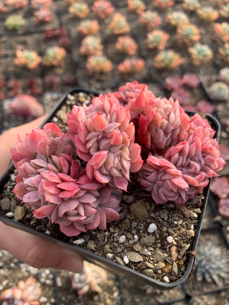 Puede incluir: Una maceta peque&ntilde;a de plantas suculentas rosadas y verdes con una vista de cerca de las rosetas.