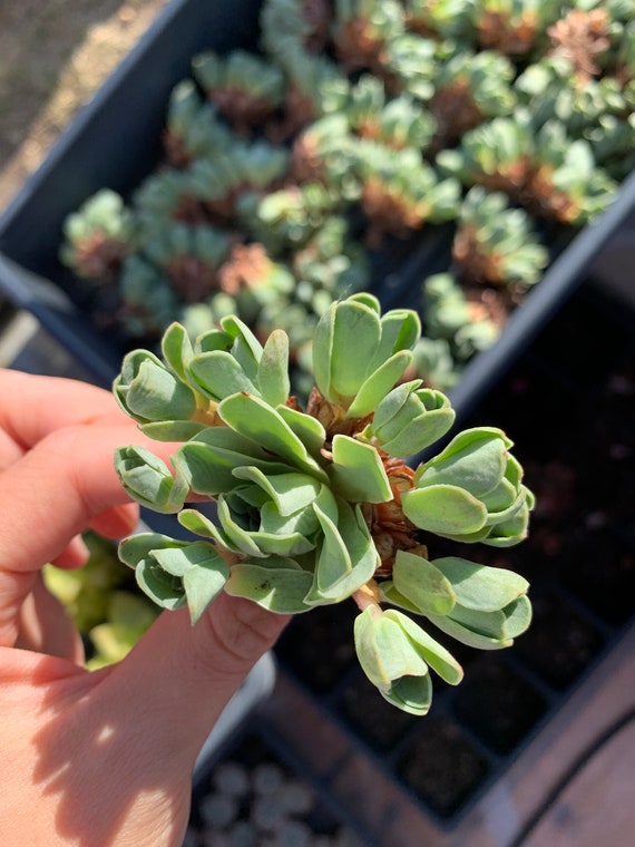 10 Graines Greenovia diplocycla MOUNTAIN rose RARE succulente