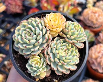 Rare Succulents - Echeveria Variegated white Minima