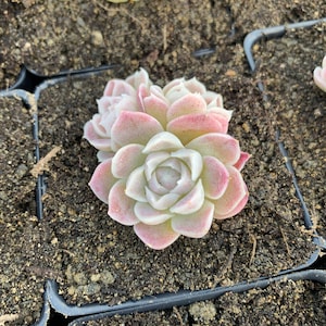 Rare Succulent Echeveria White Elegans sp. image 5