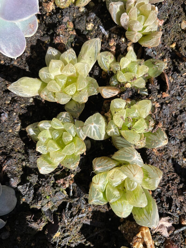 Rare Succuelnt Haworthia Obtuse cv /'Amber\u2019