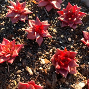 May include: A close-up of a pot of red succulent plants. The plants are arranged in a circular pattern and are growing in a dark brown soil.
