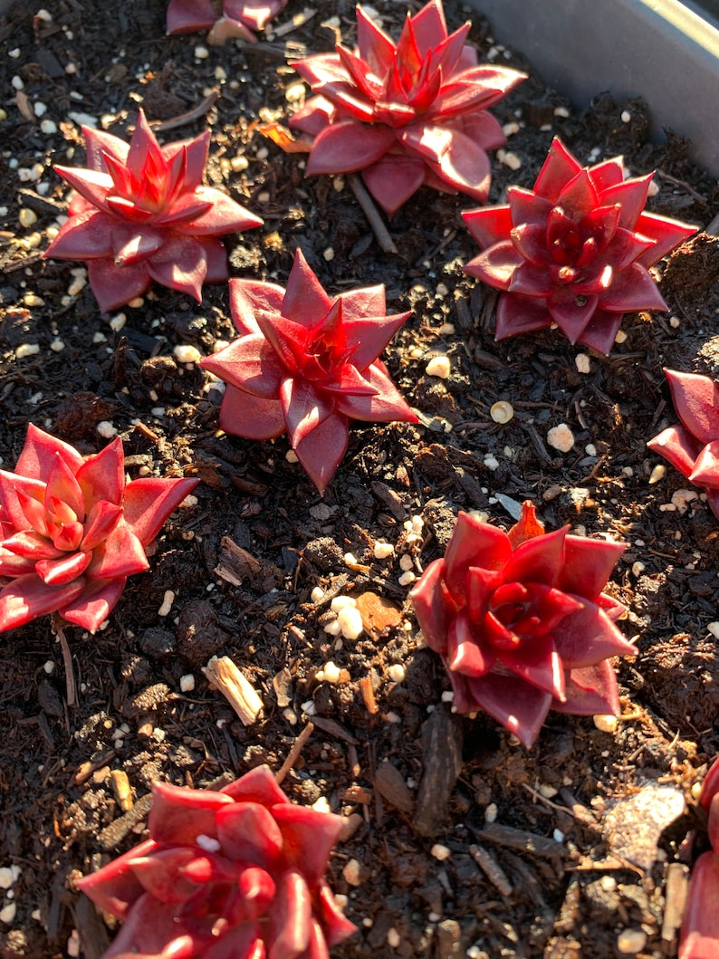May include: A close-up of a pot of red succulent plants. The plants are arranged in a circular pattern and are growing in a dark brown soil.
