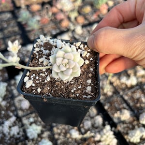 Rare Succulent - Graptopetalum Variegated Mendozae (single head cutting)
