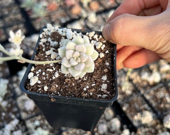 Rare Succulent - Graptopetalum Variegated Mendozae (single head cutting)