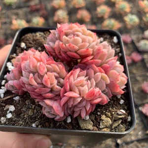 Puede incluir: Una peque&ntilde;a maceta negra llena de tierra y un grupo de plantas suculentas rosadas y verdes. Las plantas suculentas tienen forma de roseta y est&aacute;n dispuestas en un grupo.