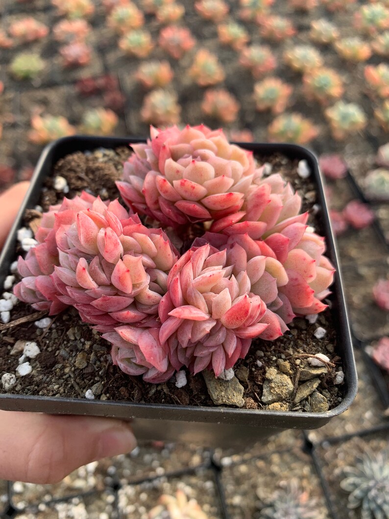 Puede incluir: Una peque&ntilde;a maceta negra llena de tierra y un grupo de plantas suculentas rosadas y verdes. Las plantas suculentas tienen forma de roseta y est&aacute;n dispuestas en un grupo.