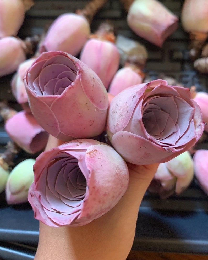 Rare Pink Mountain Rose Succulent - Thumbnail 3
