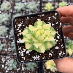 May include: A close-up of a succulent plant in a square black pot. The plant has green and cream-colored leaves arranged in a rosette pattern. The pot contains dark soil and white perlite. Other similar plants are visible in the background.