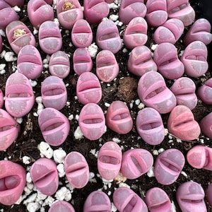 Rare Succulent Lithops optica 'Rubra' image 1