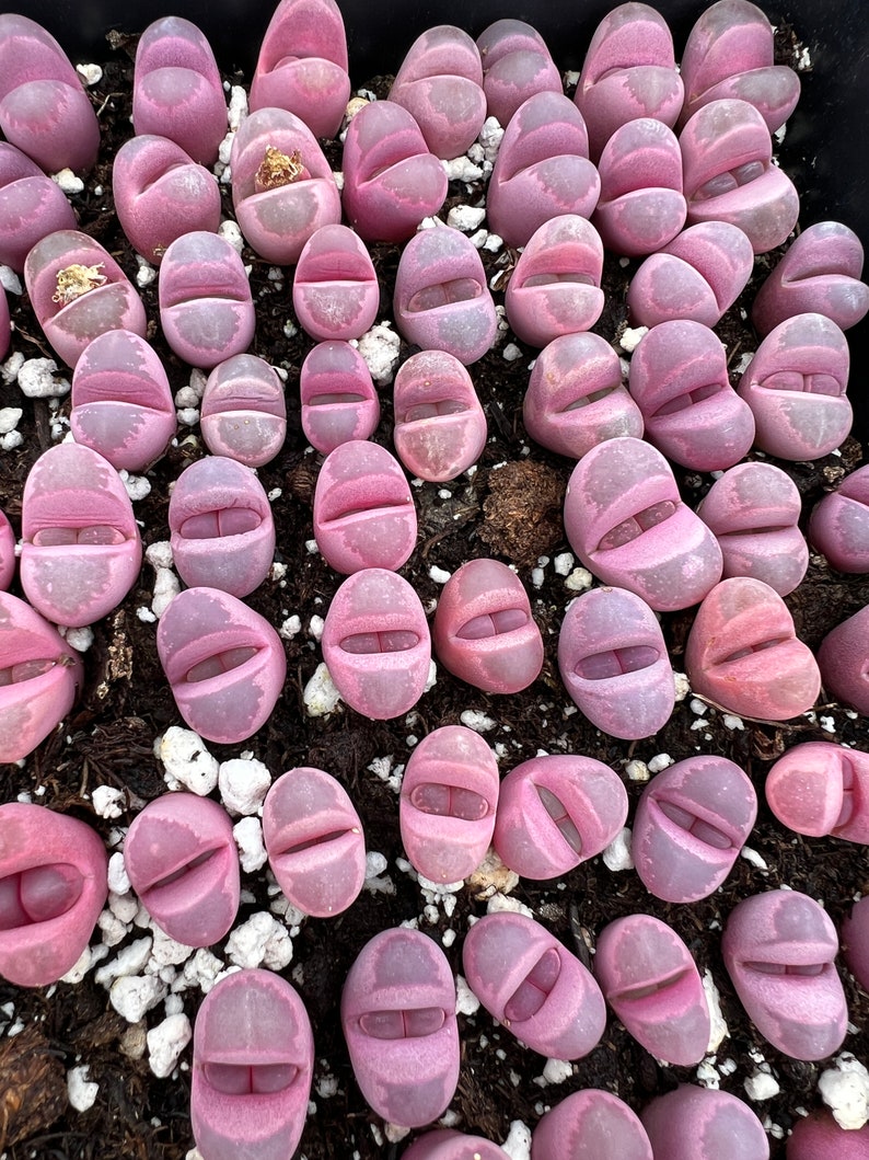 Rare Succulent Lithops optica 'Rubra' image 1