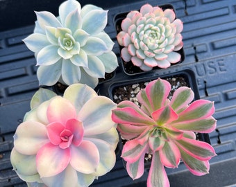 Rare Succulent - Variegated Rainbow Combo