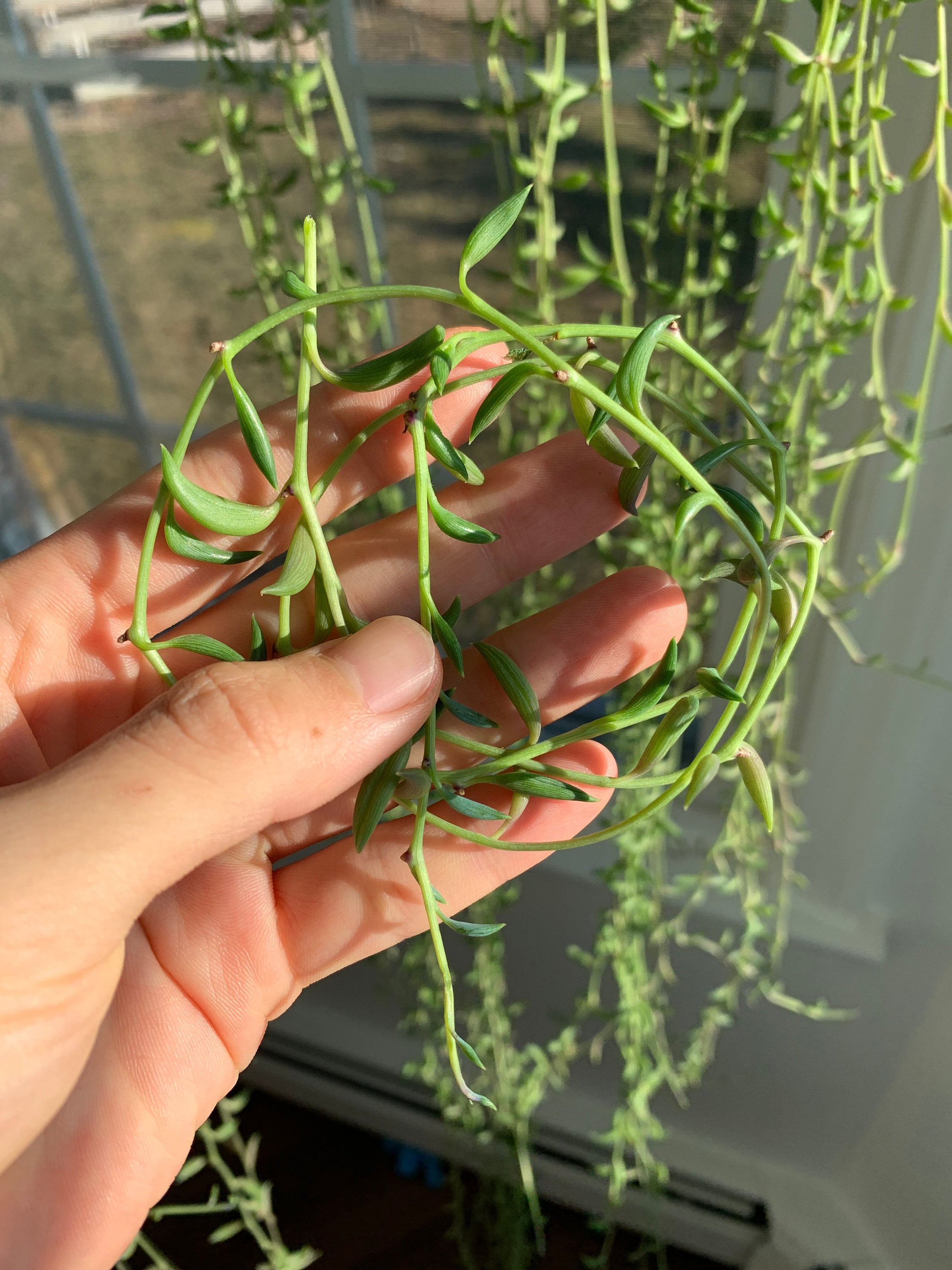 Rare Succulent Senecio Radicans cutting Etsy