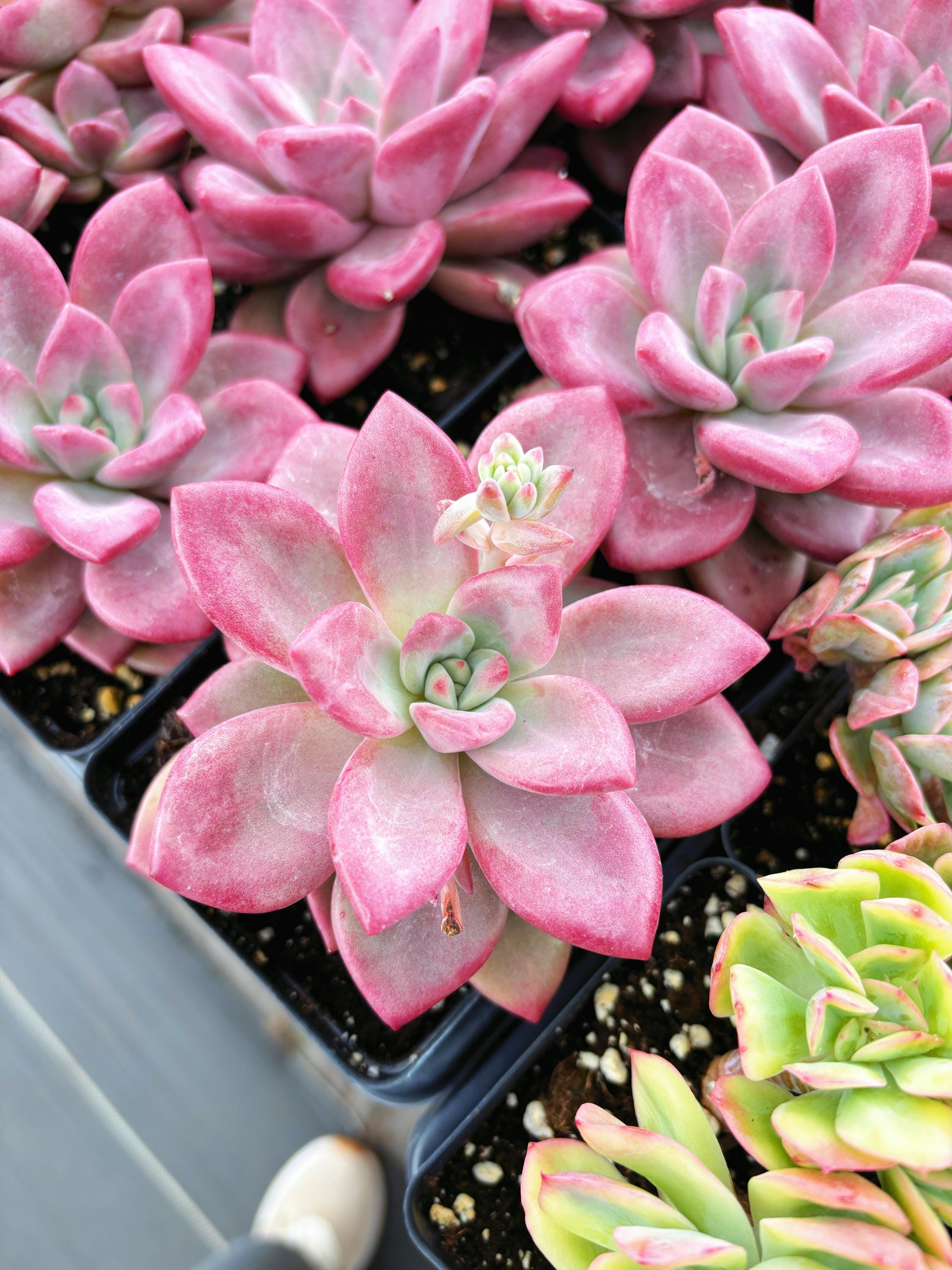 Conophytum Pageae - Etsy